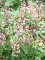 Picture of Heucherellas, small star shaped flowers.