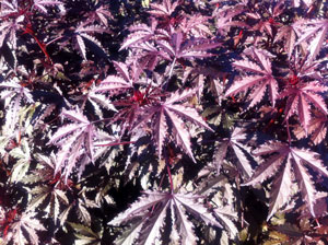 Picture of red-leafed hibiscus