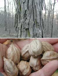Picture closeup (top) of shaggy tree trunk, and closeup (bottom) of hickory nuts.
