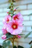 Picture of holyhock with large pink blooms with a dark pink and yellow center.