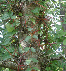 Picture of the leaves of a honey locust.