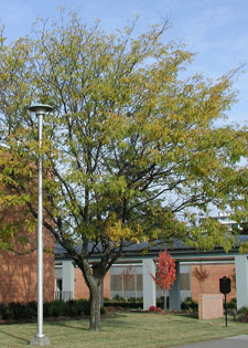 Picture of a honey locust.