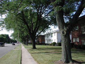 Picture of Moraine Honeylocust 