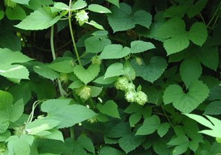 Picture of close-up of a Hops vine.