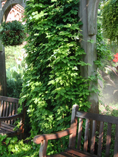 Picture of a Hops vine.