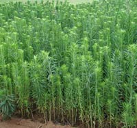 Image of A cluster of mares tail weed plants