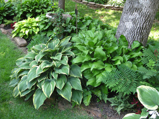 Picture of Hosta plants