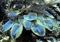 Picture of Frances Williams Hosta showing green fringed blue leaves.