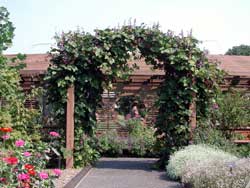 Picture hyacinth bean vines on a trellis