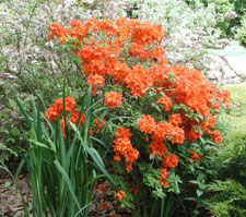 Picture of a hybrid azalea.