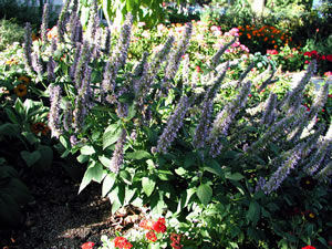 Picture of Blue Fountain Agastache