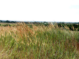 Picture of Indiangrass