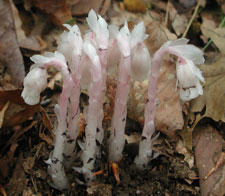 Picture of an Indian Pipe.