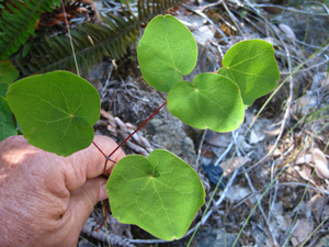 Picture of an Inside-Out Flower leaf