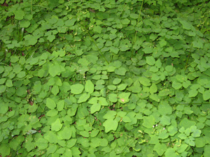 Picture of Inside-Out Flower leaves