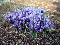 Picture of Reticulated Iris flowers - purple in color with green stems.