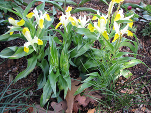 Picture of an Iris bucharica.