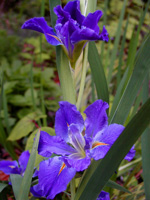 Picture of purple iris.