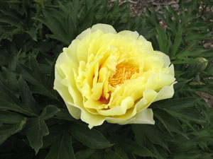 Picture of a Yellow-flowered herbaceous peony flower