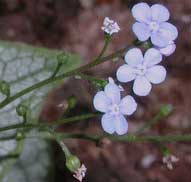 Picture of a Jack Frost blooms