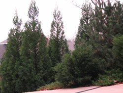 Picture of Japanese Cedar trees.