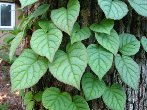 Picture of Japanese Hydrangea Vines.