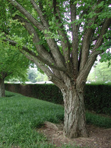 Picture of Japanese Katsura Tree