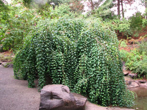 Picture of a Weeping Katsura tree
