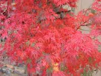Picture closeup of Japanese Maple tree leaves in bright fall red color.