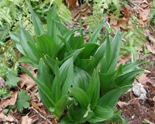 Picture of a Japanese Sacred Lily