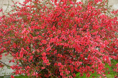 Flowering Quince up close