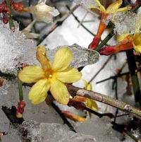 Picture of Winter Jasmine yellow flower in winter snow.