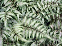 Picture of Japanese Fern with semetrical coloring of leaves.