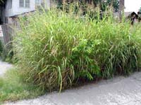 Picture of large stands of Johnsongrass.