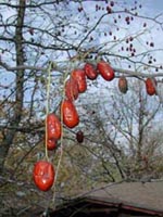 Picture closeup of Jujube (or Chinese Date) bright red fruit hanging from branches. 