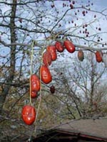 Picture closeup of Jujube (or Chinese Date) bright red fruit hanging from branches.
