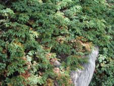 Picture of a common juniper