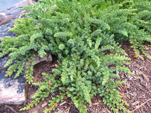 Juniperus conferta 'Silver Mist' (Silver Mist Shore Juniper