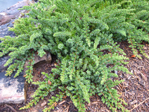 Picture of a Shore Juniper.