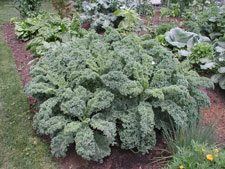 Picture of curly leafed kale