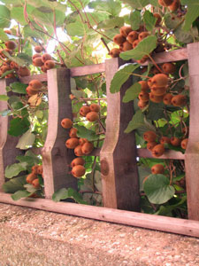 Picture of a Kiwi plant with fruit