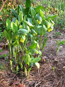 Picture of Korean Fairy Bells.