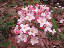 Picture of an Korean spice viburnum plant