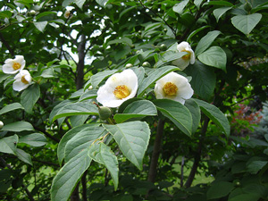 Picture of Korean stewartia.