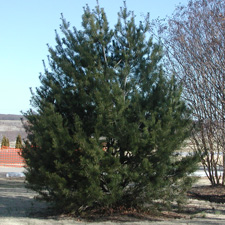 Picture of lacebark pine tree.