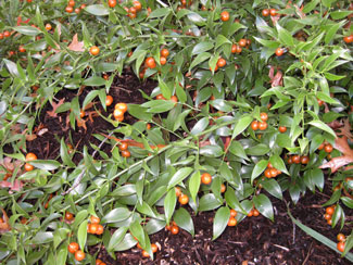 Picture of a Laurel shrub