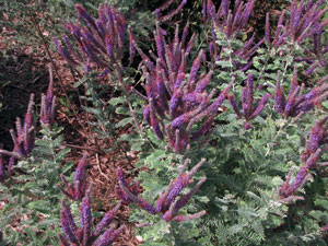 Picture of a lead plant