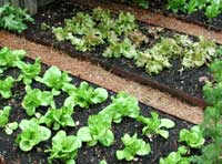 Picture of rows of lettuce