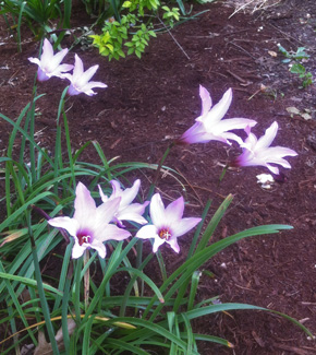 Pink Fairy Lily