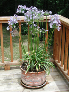 Picture of a Lily of the Nile plant.